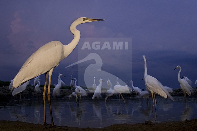 Grote Zilverreiger voor schuilhut, Great Egret infront of hide stock-image by Agami/Bence Mate,