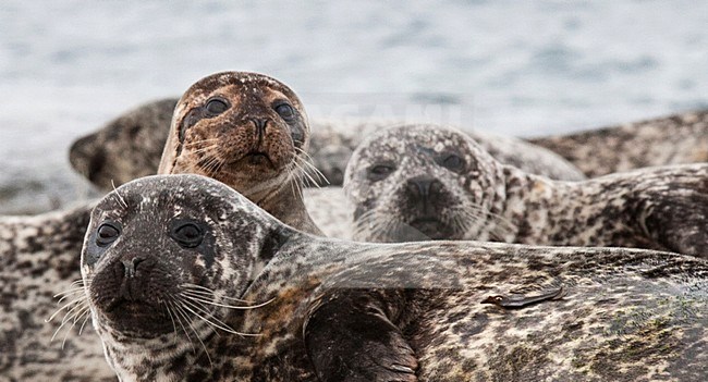 Groep Gewone Zeehonden liggend aan de kant; Common Seals lying on the shore stock-image by Agami/Hugh Harrop,