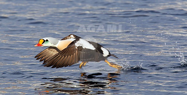 Koningseider; King Eider; Somateria spectabilis stock-image by Agami/Hugh Harrop,