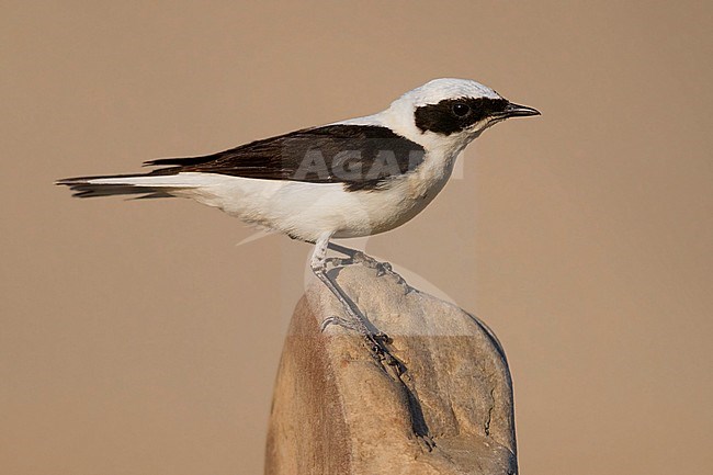 Eastern Black-eared Wheatear (Oenanthe hispanica melanoleuca), side view of an adult male standing on a stone in Italy stock-image by Agami/Saverio Gatto,