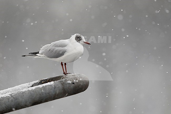 Kokmeeuw in de sneeuw; Black-headed Gull in the snow stock-image by Agami/Chris van Rijswijk,