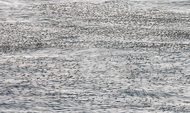 Guillemot (Uria aalge) Norway VardÃ¶ March 2016 stock-image by Agami/Markus Varesvuo,