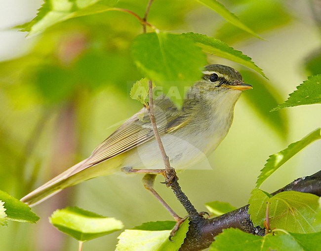 Noordse Boszanger op taktje; Arctic Warbler on twig stock-image by Agami/Markus Varesvuo,