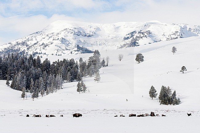 Kudde bizons rustend in besneeuwd landschap; Bizon herd resting in snowy landscape stock-image by Agami/Caroline Piek,