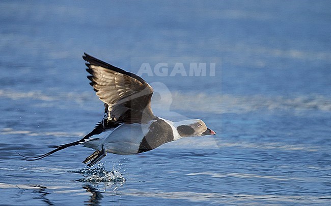 IJseenden in vlucht; Long-tailed Ducks in flight stock-image by Agami/Markus Varesvuo,