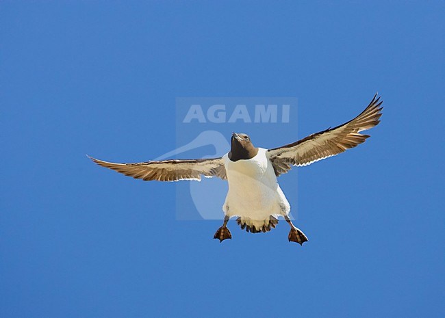 BrÃ¼nnichs Murre adult flying;Kortbekzeekoet volwassen vliegend stock-image by Agami/Markus Varesvuo,