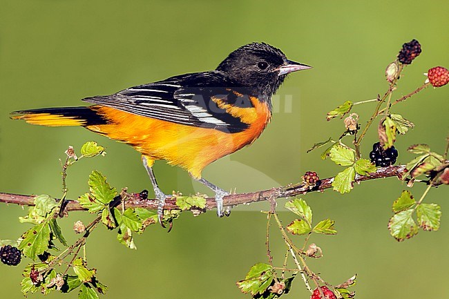 Adult male
Galveston Co., TX
April 2012 stock-image by Agami/Brian E Small,