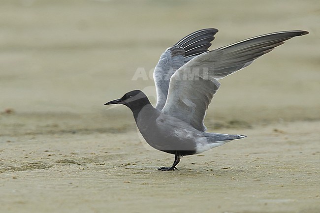 Adult American Black Tern (Chlidonias niger surinamensis) in breeding plumage resting on a beach in Galveston County, Texas, in April 2016. stock-image by Agami/Brian E Small,
