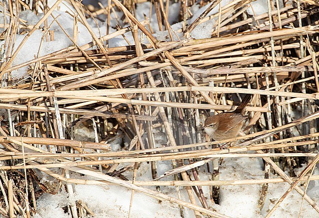 Wintering Cetti's Warbler (Cettia cetti) in Berkheide dunes, south of Katwijk, Netherlands. stock-image by Agami/Marc Guyt,