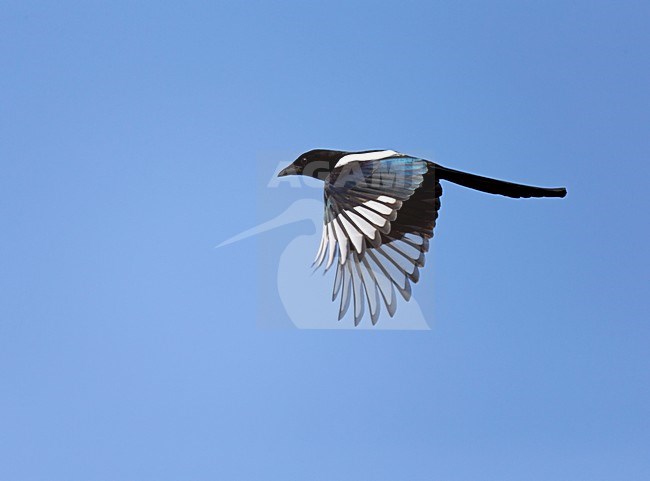 Ekster vliegend in de blauwe lucht;Flying Common Magpie against blue sky stock-image by Agami/Ran Schols,