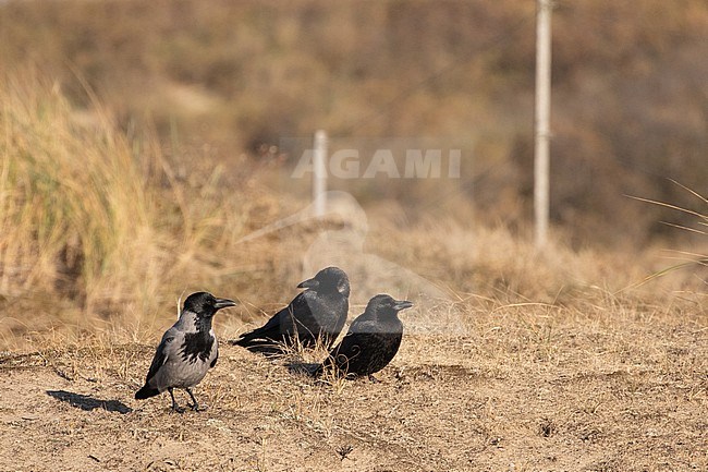 Wintering Hooded Crow (Corvus cornix) with several Carrion Crows (Corvus corone) in the dunes of Katwijk in the Netherlands. Scarce winter guest in Holland. stock-image by Agami/Arnold Meijer,