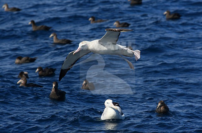 Tristanalbatros wachtend op chum; Tristan Albatross waiting for chum stock-image by Agami/Marc Guyt,