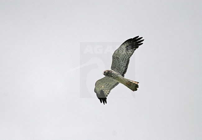 Adult male Malagasy Harrier (Circus macrosceles) in flight. Also known as the Madagascar harrier or Madagascar marsh harrier. stock-image by Agami/Pete Morris,