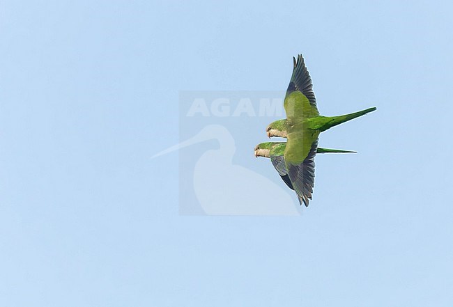 Monk parakeet (Myiopsitta monachus), also known as the Quaker parrot, in Spain. Introduced. stock-image by Agami/Marc Guyt,