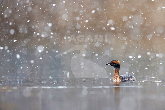 snowing Horned Grebe; stock-image by Agami/Chris van Rijswijk,