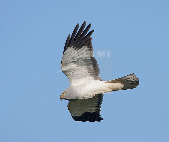 Blauwe Kiekendief in vlucht; Hen Harrier (Circus cyaneus) in flight stock-image by Agami/Arie Ouwerkerk,