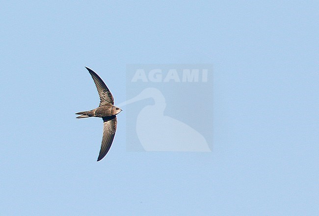 First-winter Pallid Swift (Apus pallidus), Cromer, Norfolk, England, during late autumn. stock-image by Agami/Steve Gantlett,