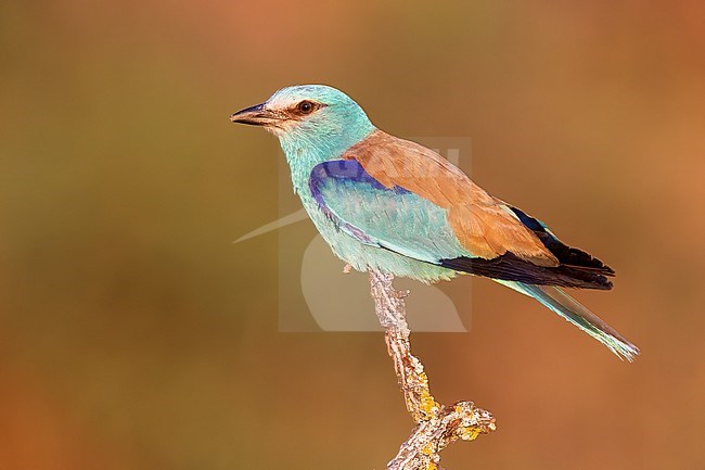 European Roller (Coracias garrulus), side view of an adult male perched on a dead branch, Campania, Italy stock-image by Agami/Saverio Gatto,