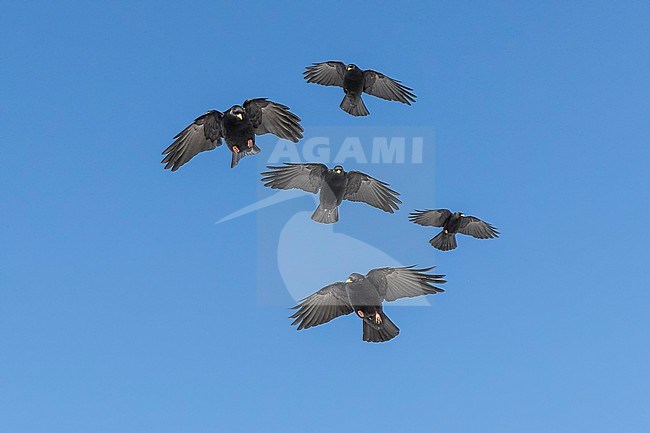 Alpine Chough (Pyrrhocorax graculus) flying aginst blue sky in swiss Alps. stock-image by Agami/Marcel Burkhardt,