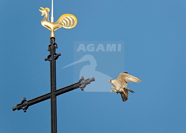 Slechtvalk landend op kruis met torenhaan van kerk;Peregrine Falcon landing on top of church stock-image by Agami/Ran Schols,