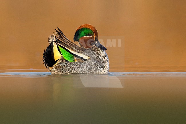 Eurasian Teal (Anas crecca) in Italy. stock-image by Agami/Daniele Occhiato,