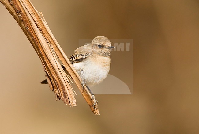 Oostelijke Blonde Tapuit, Eastern Black-eared Wheatear stock-image by Agami/Marc Guyt,