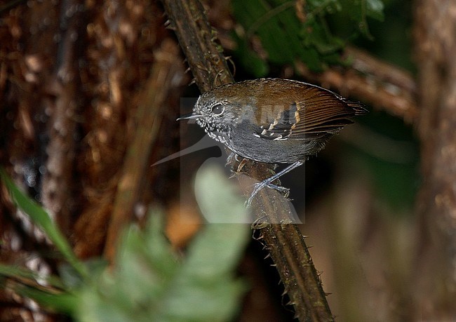 Star-throated Antwren (Myrmotherula gularis) perched in the forest stock-image by Agami/Andy & Gill Swash ,