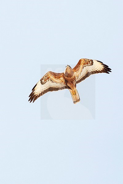 Steppe Buzzard (Buteo buteo vulpinus) on migration over the Eilat Mountains, near Eilat, Israel stock-image by Agami/Marc Guyt,