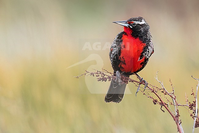 Long-tailed Meadowlark (Leistes loyca) Perched to top of dry scrubs  in Argentina stock-image by Agami/Dubi Shapiro,