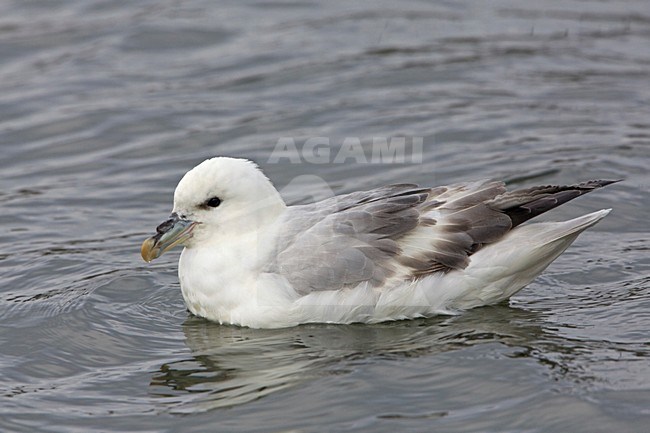 Zwemmende Noordse Stormvogel; Swimming Northern Fulmar stock-image by Agami/Rob Olivier,