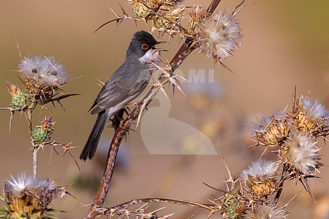 MÃ©nÃ©tries Zwartkop zingend; MÃ©nÃ©tries Warbler singing stock-image by Agami/Daniele Occhiato,