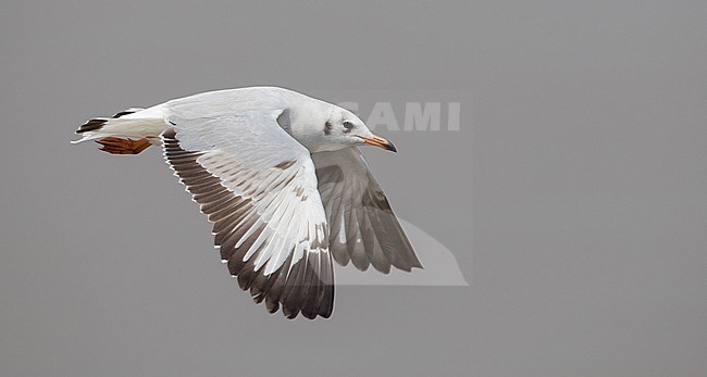 Wintering Brown-headed Gull, Chroicocephalus brunnicephalus, in Thailand. stock-image by Agami/Ian Davies,