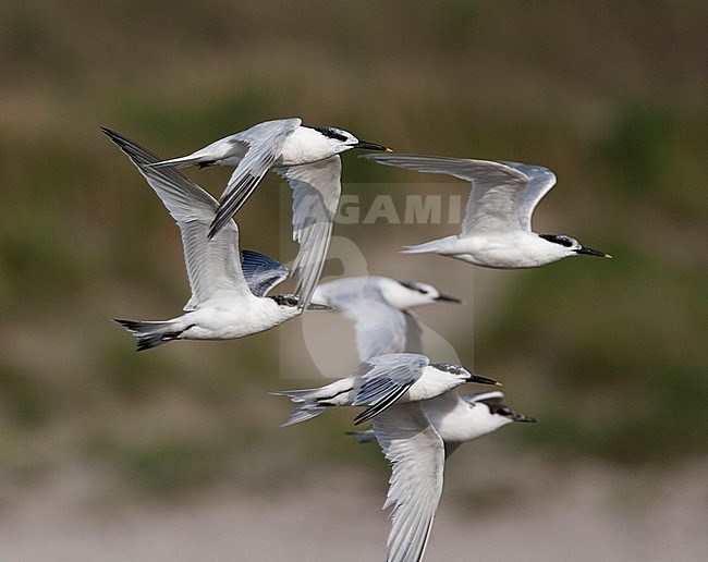 Groep Grote Sterns in vlucht; Group of Sandwich Tern taking off (Sterna sandvicensis) stock-image by Agami/Marc Guyt,