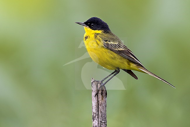 Adult male Black-headed Wagtail (Motacilla flava feldegg) in Italy. stock-image by Agami/Daniele Occhiato,