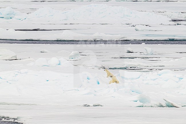 Mother and cub Polar Bear observed from the lower deck of the Polarstern - AWI Expedition in Haussgarden, Greenland sea. stock-image by Agami/Vincent Legrand,