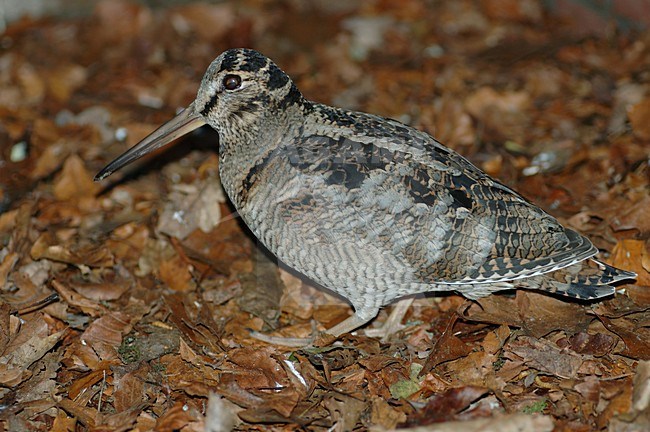 Eurasian Woodcock taken in care; Houtsnip in opvangcentrum stock-image by Agami/Marc Guyt,