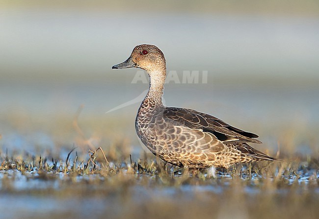 Grey Teal, Anas gracilis, at Lake Moondarra - Mount Isa - Queensland - Australia. stock-image by Agami/Aurélien Audevard,