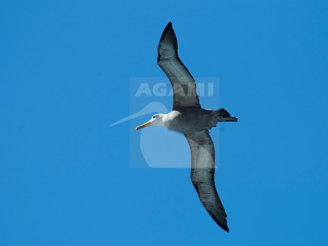 Vliegende Galapagosalbatros, Waved Albatross in flight stock-image by Agami/Roy de Haas,