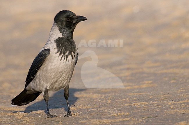 Bonte Kraai staand; Hooded Crow perched stock-image by Agami/Han Bouwmeester,