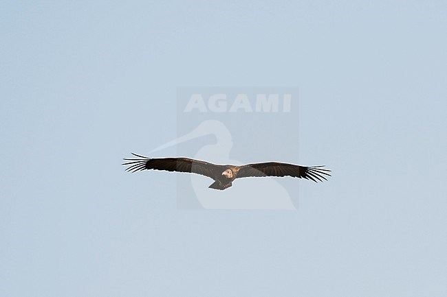 A lappet-faced vulture, Torgos tracheliotus, in flight. Okavango Delta, Botswana. stock-image by Agami/Sergio Pitamitz,