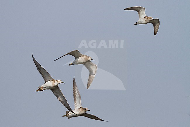 Ruff - Kampfläufer - Philomachus pugnax, Oman, adult stock-image by Agami/Ralph Martin,