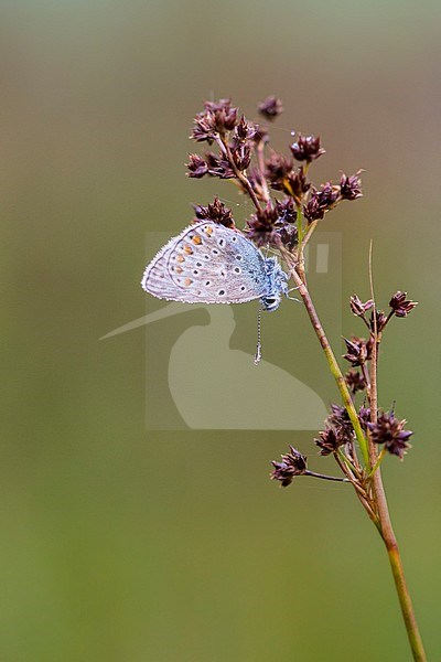 Male Common Blue stock-image by Agami/Wil Leurs,