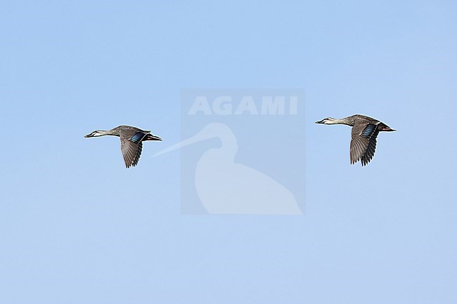 Two adult Eastern Spot-billed Ducks or Chinese Spot-billed Ducks (Anas zonorhyncha) in flight against the blue sky stock-image by Agami/Mathias Putze,