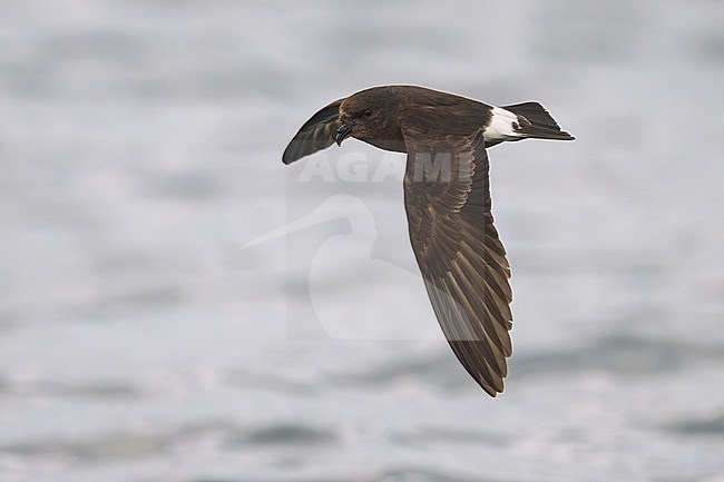 European Storm Petrel (Hydrobates pelagicus) at sea of Finistère, Bretagne, France. stock-image by Agami/Sylvain Reyt,