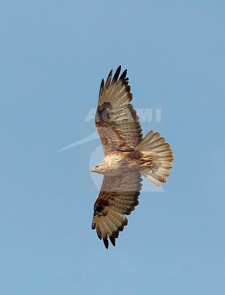 Arendbuizerd in vlucht; Long-legged Buzzard (Buteo rufinus) in flight stock-image by Agami/Tomi Muukkonen,