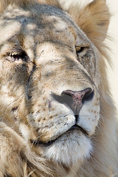 Leeuw mannetje close up van kop Etosha NP Namibie, Lion male close-up head Etosha NP Namibia stock-image by Agami/Wil Leurs,