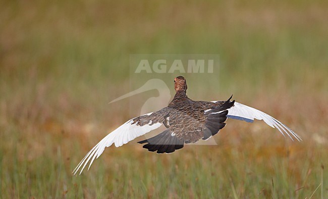 Moerassneeuwhoen in zomerkleed in de vlucht; Willow Ptarmigan in breeding plumage in flight stock-image by Agami/Markus Varesvuo,