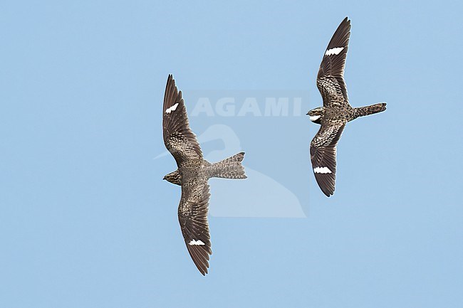 Adult male (right), Adult female (left)
Galveston Co., TX
April 2023 stock-image by Agami/Brian E Small,