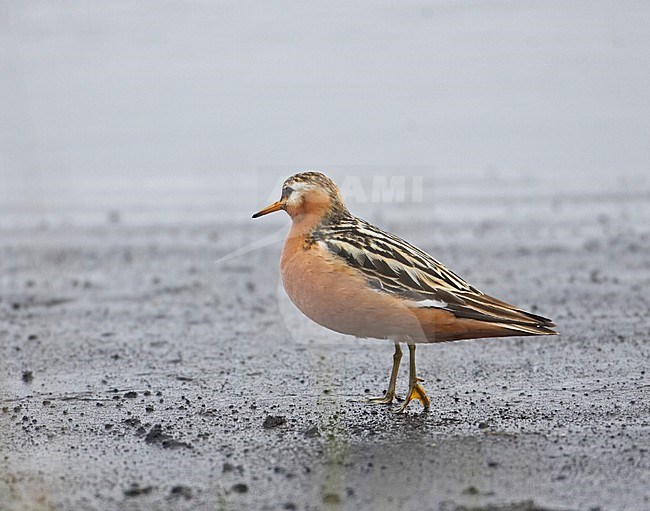 Mannetje Rosse Franjepoot; Male Red Phalarope stock-image by Agami/Markus Varesvuo,