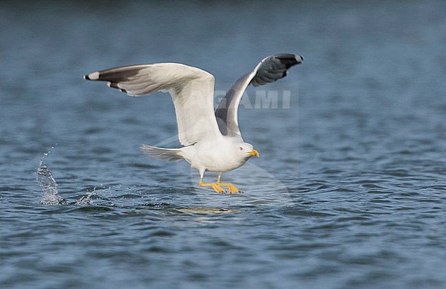 Yellow-legged Gull - MIttelmeermöwe - Larus michahellis ssp. michahellis, France, adult stock-image by Agami/Ralph Martin,